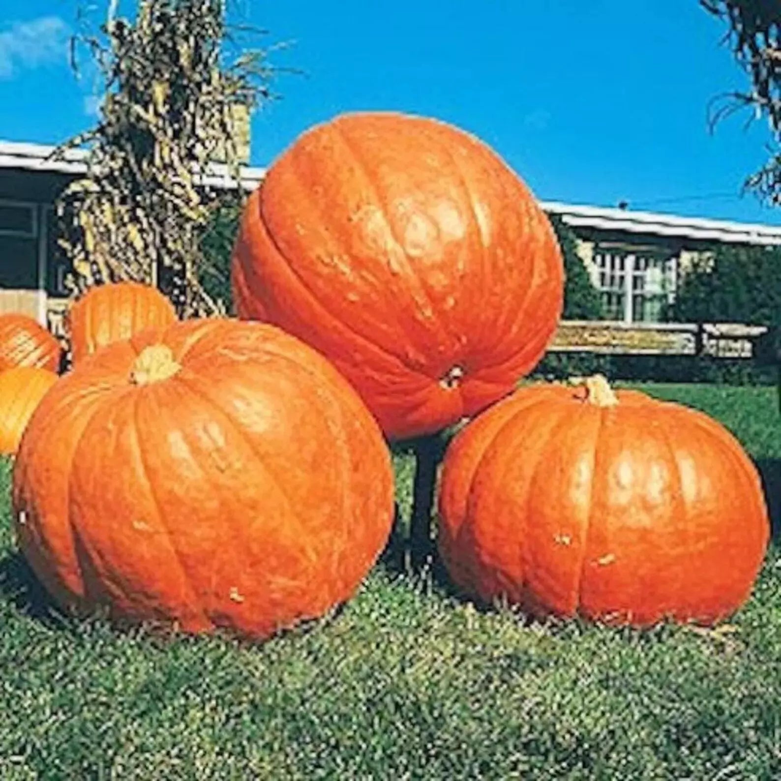 Big Max Pumpkin Seeds - 10+ Pack - Giant Heirloom, Non-GMO, Prize Winning - Cucurbita maxima