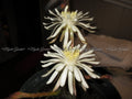 Peniocereus greggii Cactus Plant - RARE 4 Rooted Stems - Unique Desert Plant for Home and Garden Decor