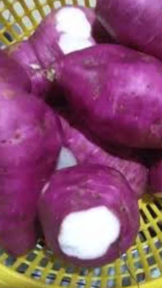 Purple Skin White Sweet Potato Slips - 10 Organically Grown Cuttings - Ipomoea batatas