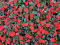 Busy Lizzy Impatiens Seeds 500 Pack Scarlet Sun & Shade Impatiens walleriana