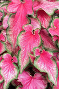 Lava Glow Caladium Bulbs - Perennial Elephant Ears, Fancy Variegated Foliage, Garden Planting