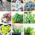 Rare Succulent Seeds - 24 Varieties, Lithops Seeds, 100pcs/Pack - Perfect for Collectors and Gardeners, Plant Lovers