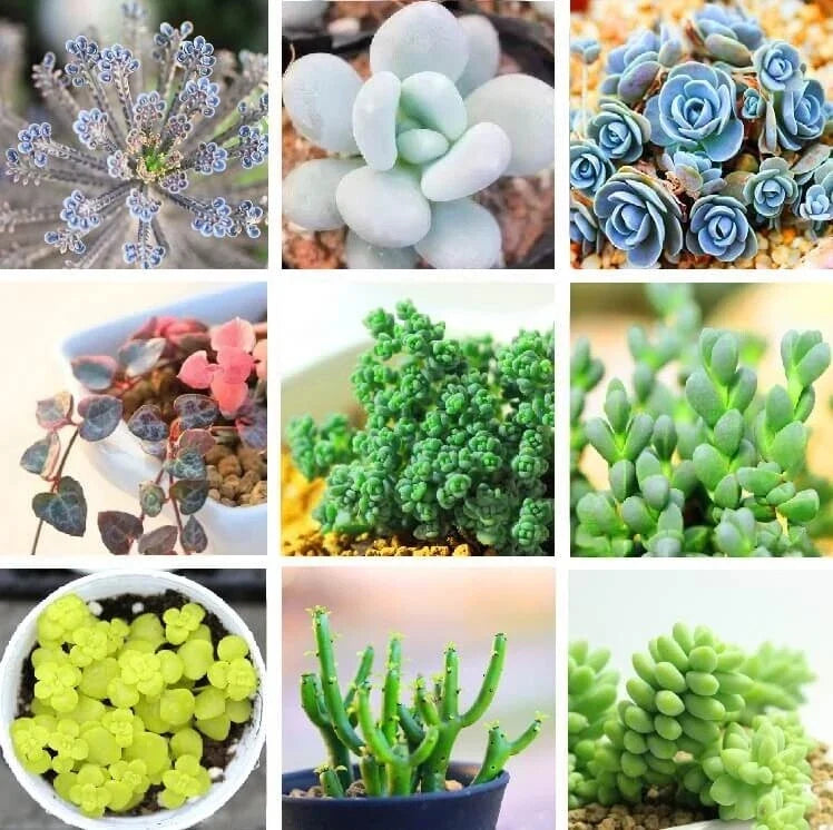 Rare Succulent Seeds - 24 Varieties, Lithops Seeds, 100pcs/Pack - Perfect for Collectors and Gardeners, Plant Lovers