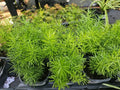 Asparagus Fern Live Plant 4" Pot Heirloom Sprengerii Densiflorus Green Foliage
