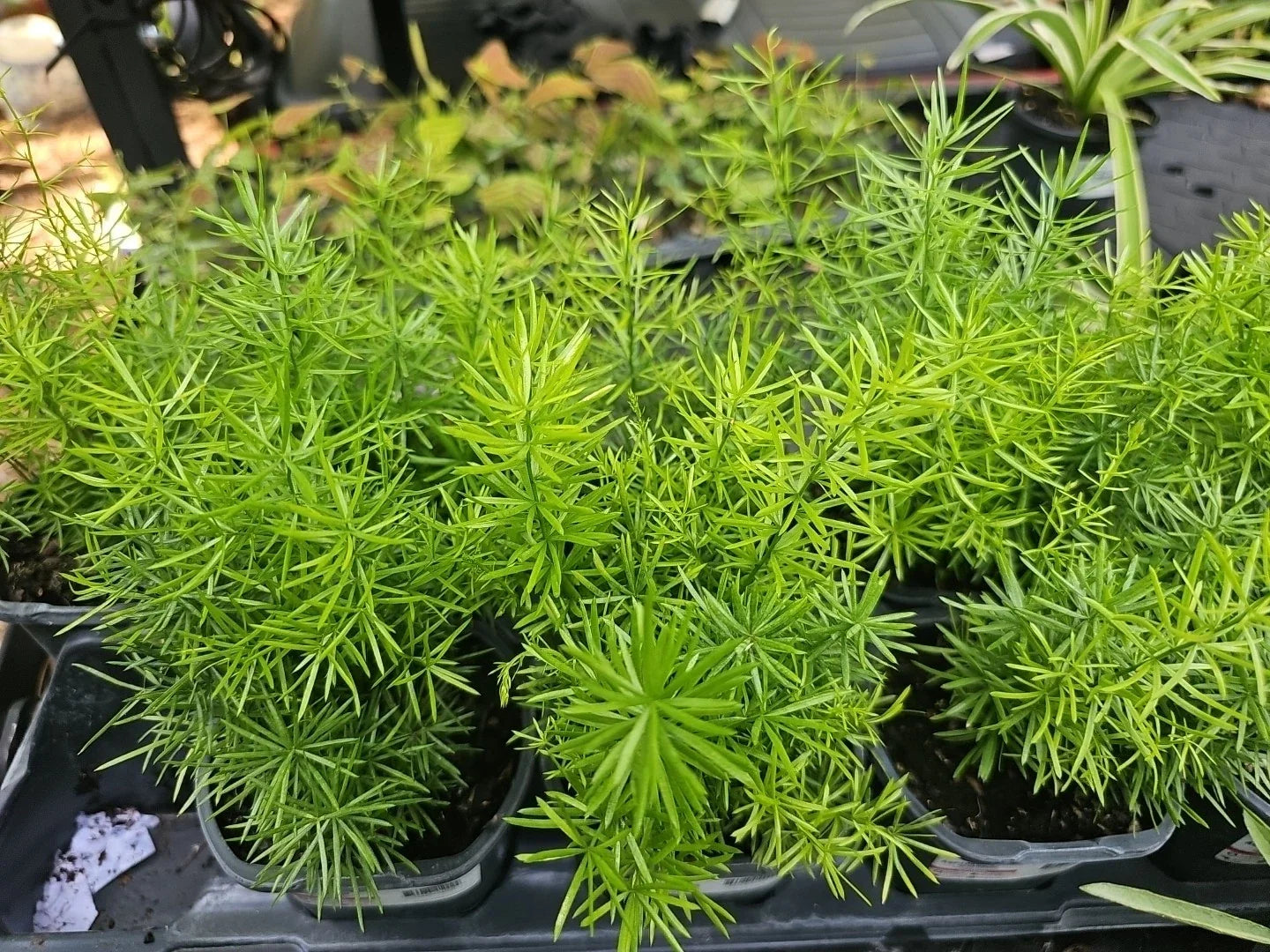 Asparagus Fern Live Plant 4" Pot Heirloom Sprengerii Densiflorus Green Foliage