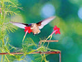 Cypress Vine Flower Seeds - 20+ Pack, Climbing Flowering Vine for Summer Garden & Containers, Ipomoea quamoclit