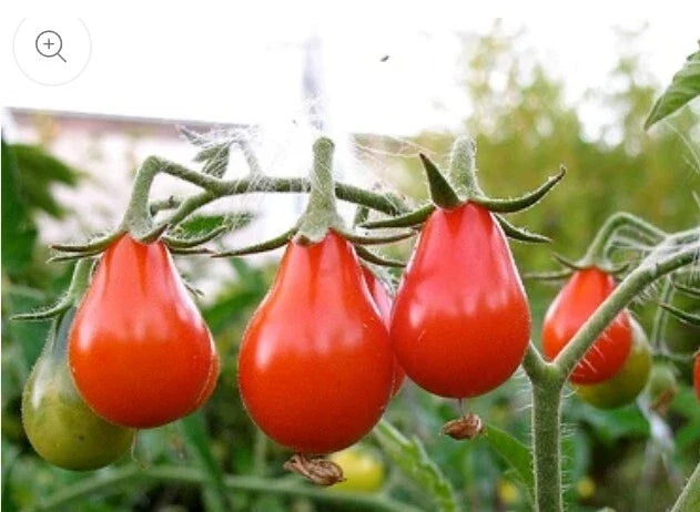 Red Pear Tomato Seeds - 100 Count Non-GMO Heirloom - Flavorful Variety for Home Gardens - Solanum lycopersicum