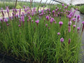 Purple Blazing Star Live Plants Set of 3 Perennial Liatris spicata Zones 3-8 Butterfly Attracting Garden Flowers