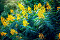 30 American Senna Seeds - Senna hebecarpa - Organic, Non-GMO, Tropical Plant Seeds for Gardening