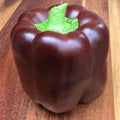 Chocolate Bell Pepper Seeds - 25+ Heirloom Organic Non-GMO Sweet Variety - Ideal for Home Gardens
