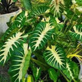 Maui Sunrise Colocasia esculenta - Small Rooted Starter Plant - Royal Hawaiian Taro