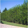 Austree Hybrid Willow Tree Cuttings - 10 Inch Fresh Cut, Fast Growing, 60 Thick Cuttings, Ideal for Rapid Privacy Screens