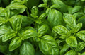 Organic Non-GMO Sweet Basil Seeds - Easy Grow Herb - Ocimum basilicum - Texas USA, Free Shipping