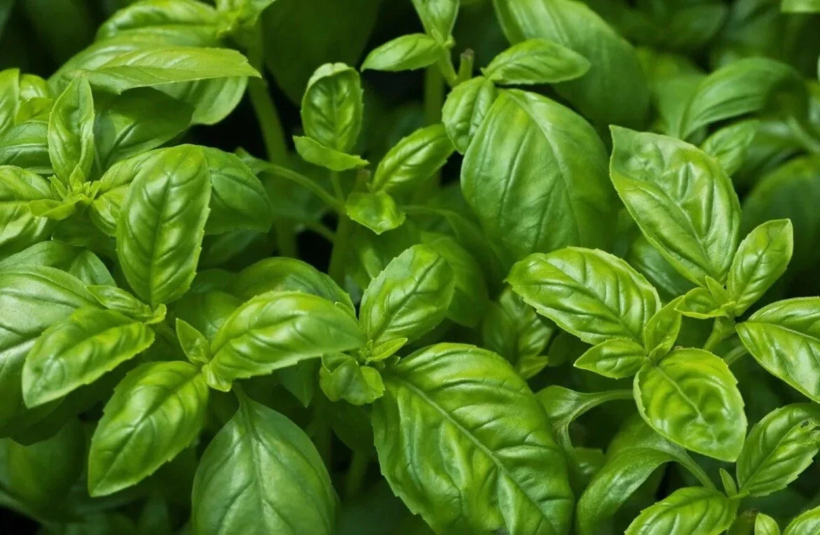 Organic Non-GMO Sweet Basil Seeds - Easy Grow Herb - Ocimum basilicum - Texas USA, Free Shipping