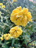Shrubby Jerusalem Sage 50 Seeds - Phlomis fruticosa - 2024 Harvest - USA Grown