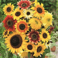 Sunflower Seeds Mix - HERE COMES THE SUN - 6 Types Bees Love - Non-GMO - 50 Seeds - Helianthus