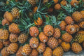 15+ Brecheche Pineapple Seeds for Garden Planting - Tropical Fruit Seeds - Ananas comosus - USA