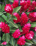 Hawaiian Red Ginger Plant - Small Rooted Starter - Alpinia Purpurata - Tropical Flowering Plant