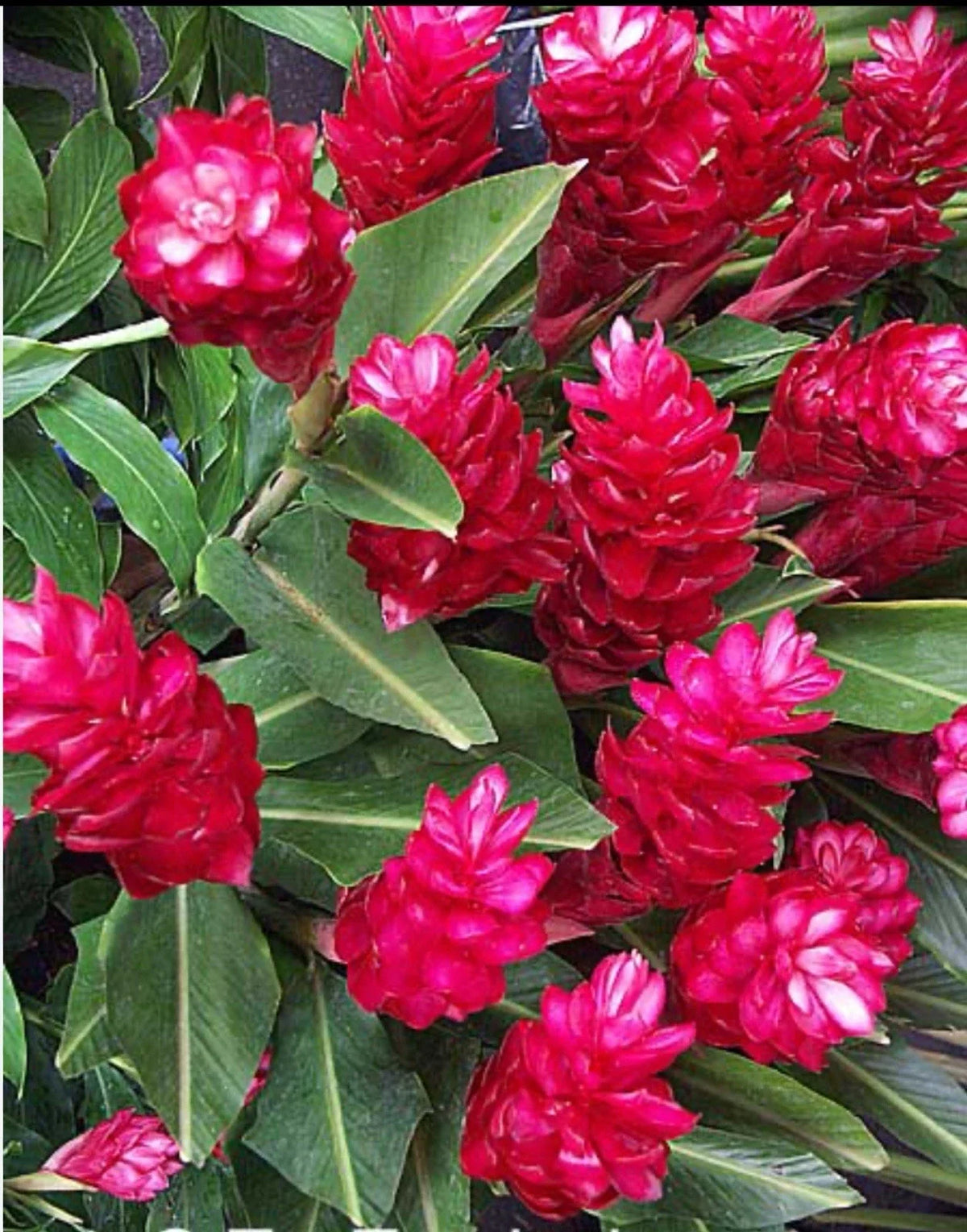 Hawaiian Red Ginger Plant - Small Rooted Starter - Alpinia Purpurata - Tropical Flowering Plant