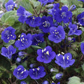 California Bluebell Seeds - 100 Non-GMO Seeds - Campanula Medium - Perfect for Gardens and Pollinator Attracting