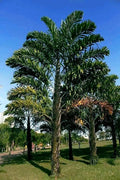 Fishtail Palm Tree Seeds - Rare Tropical Variety, Wallichia disticha, Exotic Plant Seeds for Garden or Indoor Use