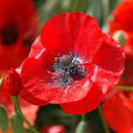 Flanders Field Poppy Seeds - Red Corn Poppy Wildflower Heirloom - Non-GMO - 1500 Seeds - Papaver rhoeas