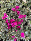 Claret Red Variegated Bougainvillea Starter Plant - Well Rooted Bougainvillea glabra