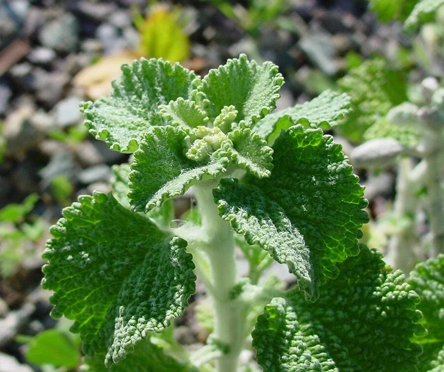 White Horehound Herb Seeds - 500 Count - Marrubium vulgare - Medicinal Herb for Tea and Culinary Use