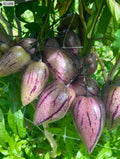 Purple Pepino Melon Cuttings - 6 Cuttings of Solanum muricatum 'Stripey' - Fresh Edible Plant Cuttings for Gardening