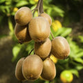 Set of 2 Hardy Kiwi Starter Plants - 4-6" Tall - Actinidia arguta - Rooted Plants for Home Garden