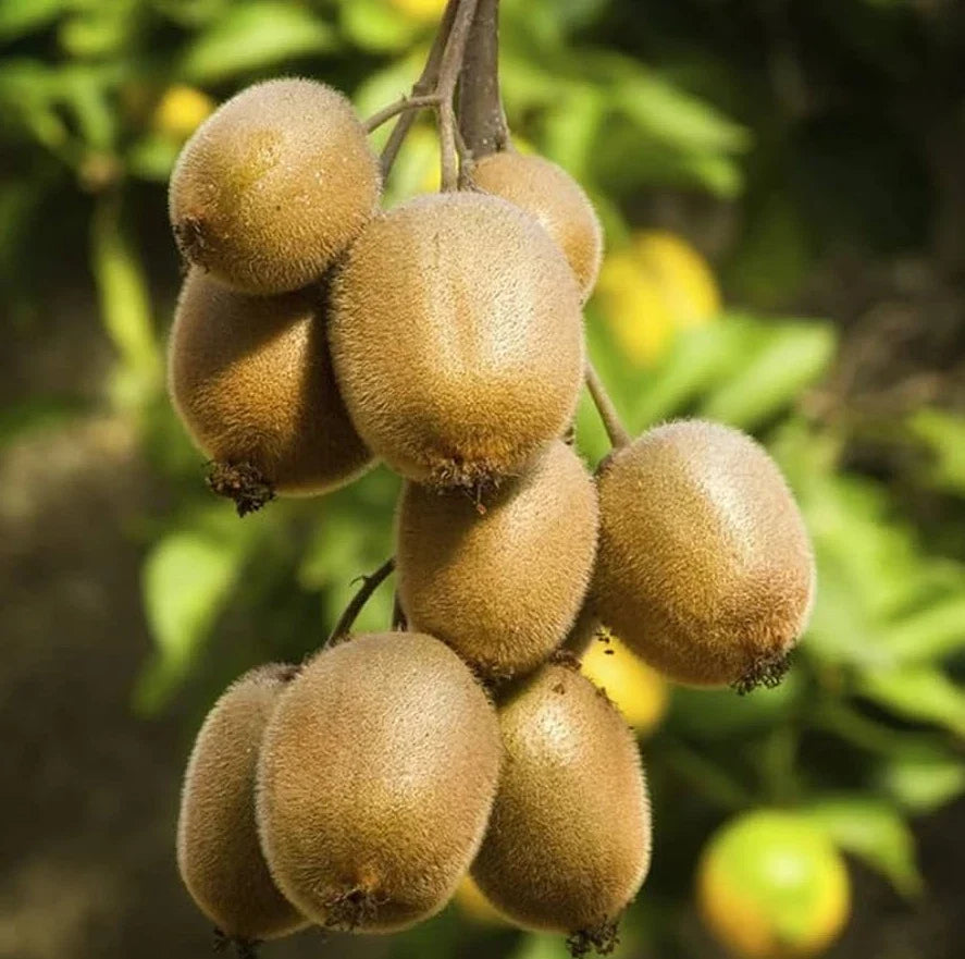 Set of 2 Hardy Kiwi Starter Plants - 4-6" Tall - Actinidia arguta - Rooted Plants for Home Garden