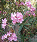 Oleander Live Flower Plant Cuttings 7" Pink for Propagation - Nerium oleander