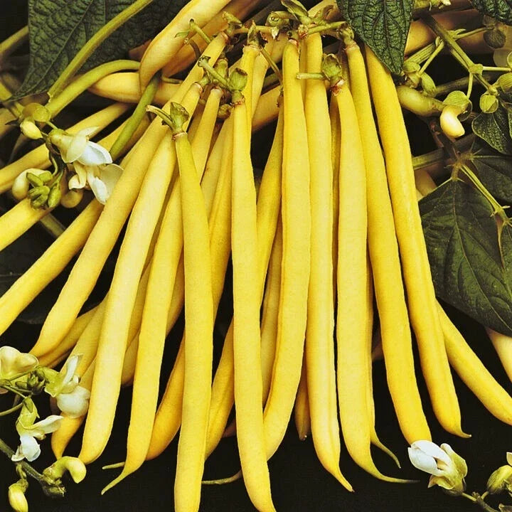 Pencil Pod Yellow Wax Bean Seeds - Gold Heirloom Green Beans - Vegetable Seed 2025 - Great for Home Gardens