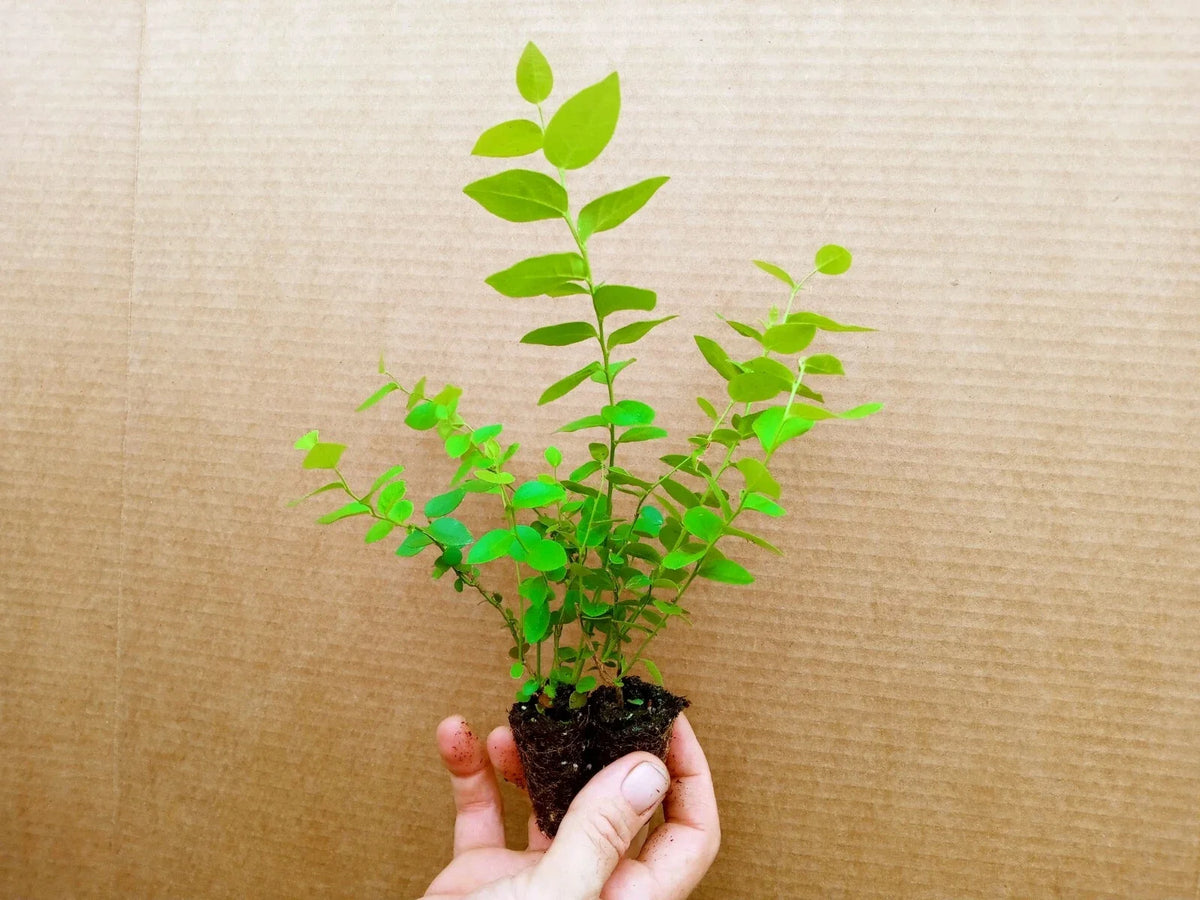 Blueberry Starter Plant 2-Pack Top Hat Variety Vaccinium corymbosum