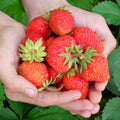 Everbearing Strawberry Roots - Bare Root Plants | Evie Variety | Fragaria × ananassa
