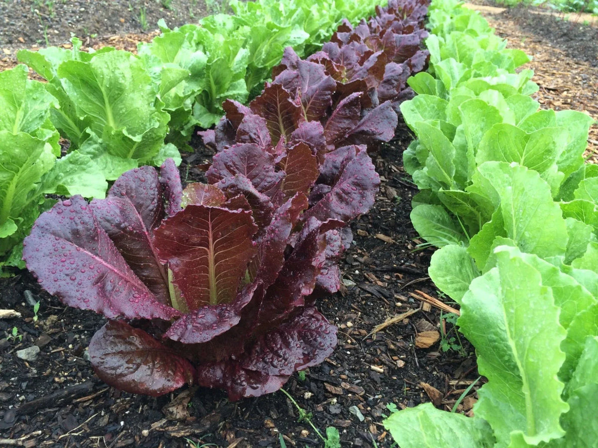 Red Romaine Lettuce Seeds - 500+ Heirloom Organic Non-GMO - Lactuca sativa