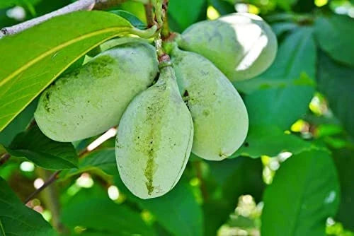 Paw Paw Tree Seeds | 6 Seeds | Edible Fruit Tree | Asimina triloba | Grown in USA