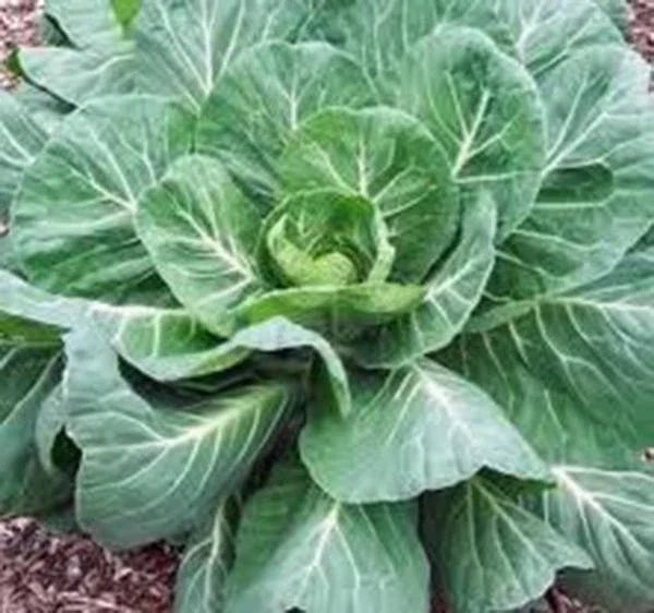 Collard Greens Seeds, 50+ Heirloom Georgia Southern, Non-GMO, Brassica oleracea