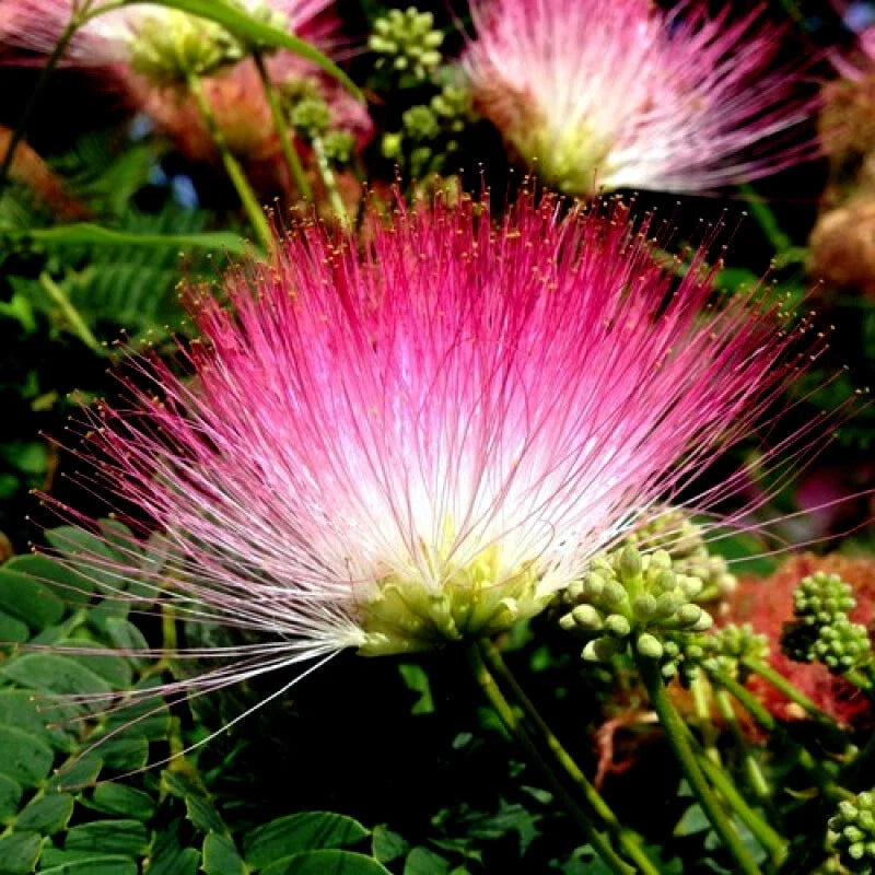 Rain Tree Seeds - 20 Count - Monkey Pod "Hitachi" - Albizia saman - Rare Tropical Flower Seeds
