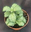 Fittonia White Tiger Plant - 3" Rooted Houseplant - Easy Care Indoor Plant - Fittonia albivenis