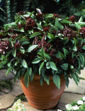 Basil Seeds 500 Count Siam Queen Thai Culinary Herb Non-GMO - Ocimum basilicum
