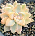 Graptopetalum Paraguayense 'Jester' - 2" Potted Succulent Plant - Unique Colorful Foliage
