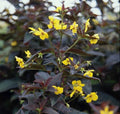 Firecracker Loosestrife Plants - 4 Bareroot Young Hummingbird Attractors - Lysimachia