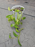 Hoya Lacunosa Tropical Wax Plant - 2.5" Pot - Fragrant Vining Houseplant