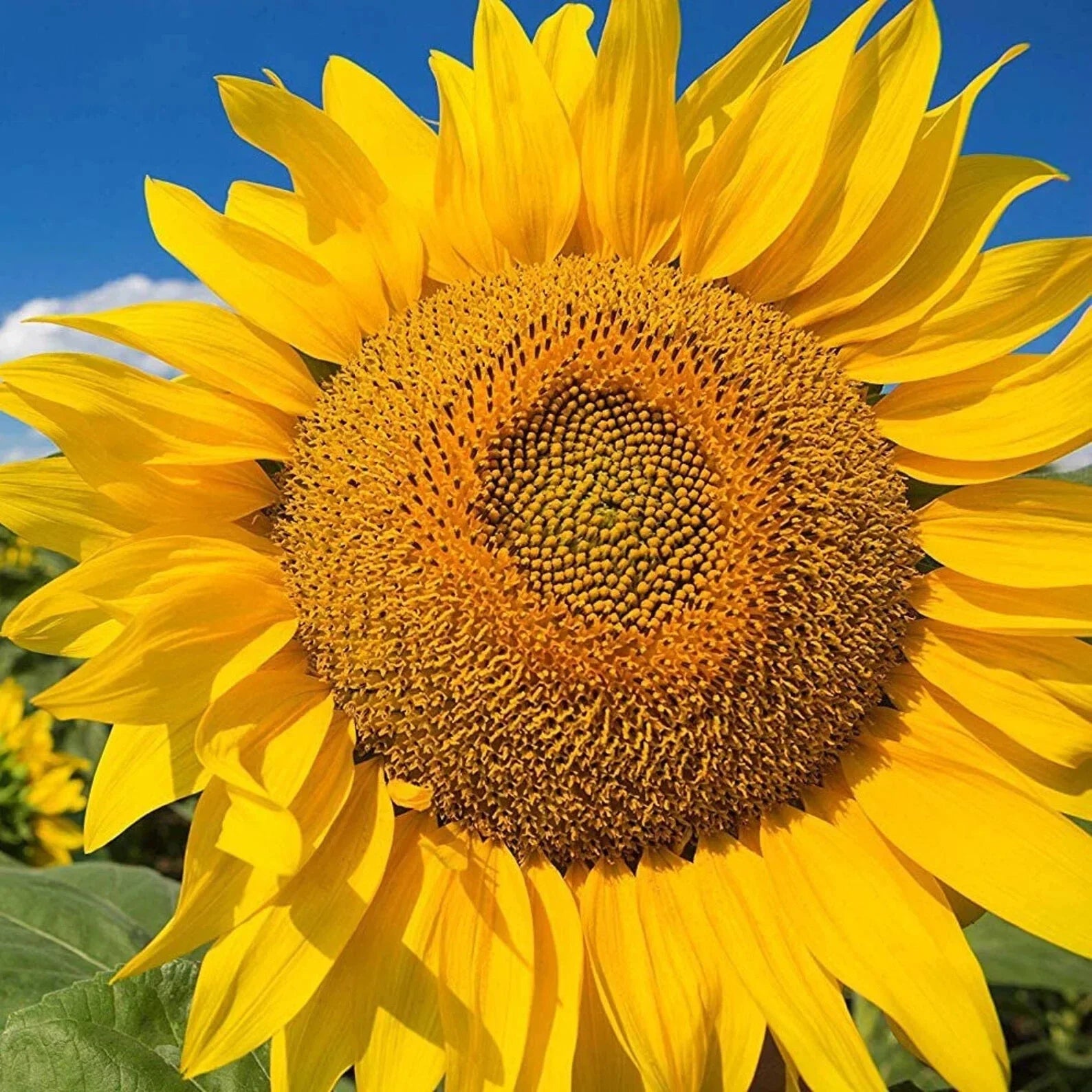 Giant Yellow Sunflower Seeds 50pcs - Competition Beauty - Helianthus annuus