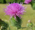 Scottish Thistle Seeds - 200 for Garden Planting - Cirsium vulgare - USA Grown, Free Shipping