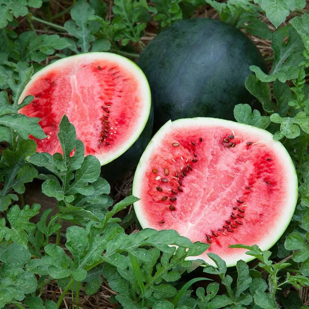 Sugar Baby Watermelon Seeds - 50+ Heirloom, Non-GMO, Super Sweet Variety - Citrullus lanatus