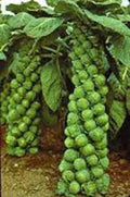 Brussel Sprout Seeds, 100 Seeds, Catskill Heirloom, Non-GMO, Organic Vegetable Seeds, Brassica oleracea var. gemmifera