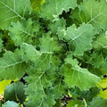 Dwarf Siberian Kale Seeds | Heirloom Non-GMO | Vegetable Garden Seeds | Brassica napus