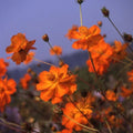 Cosmos Flower Seeds - Crest Orange Variety - Sulphur Cosmos - Cosmos sulphureus 'Crest Orange'